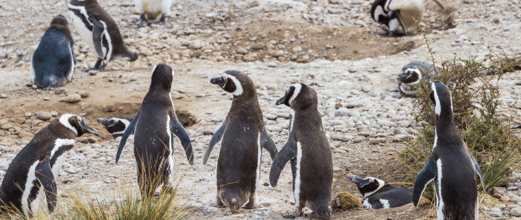 Se lo acusa por daño ambiental agravado y crueldad animal